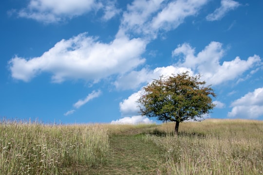 green grass field with trees under blue sky and white clouds during daytime in Mátranovák Hungary