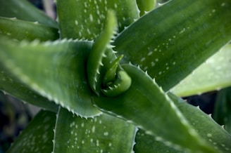 A close-up view of an aloe vera plant with thick, fleshy green leaves that have white speckles. The leaves have serrated edges and are arranged in a rosette pattern, providing a spiral visual effect.