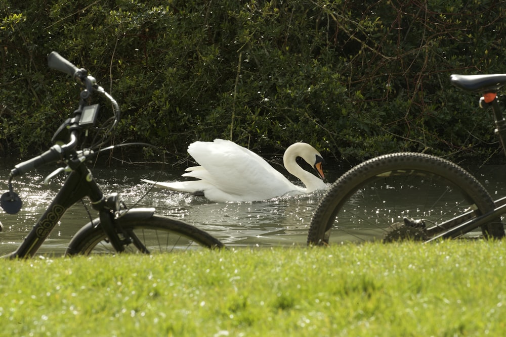 white swan on water during daytime