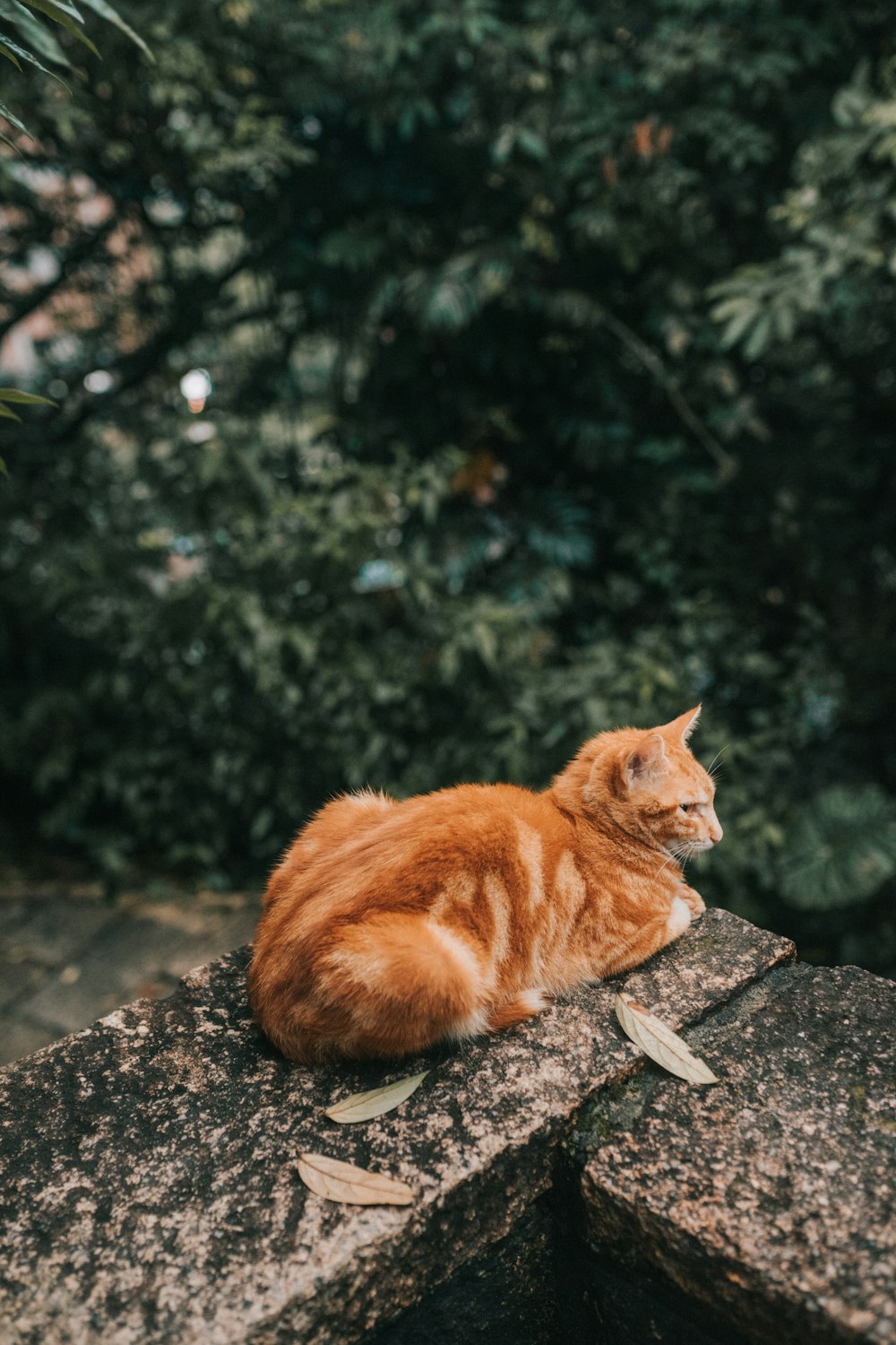 땅에 누워 있는 주황색 줄무늬 고양이