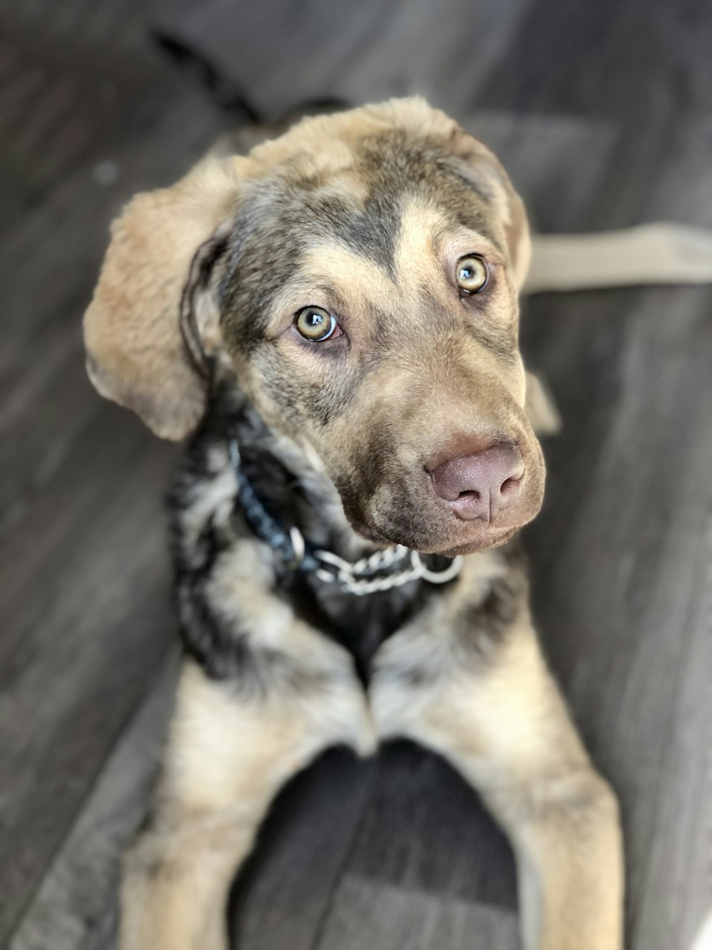 brown and black short coated dog