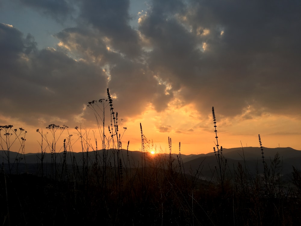 silhouette of grass during sunset