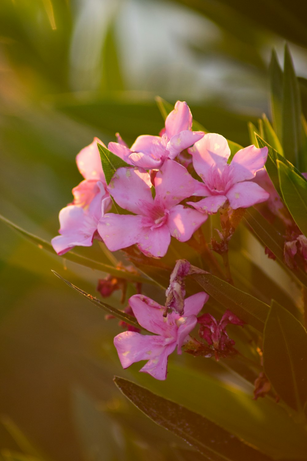 pink flower in tilt shift lens