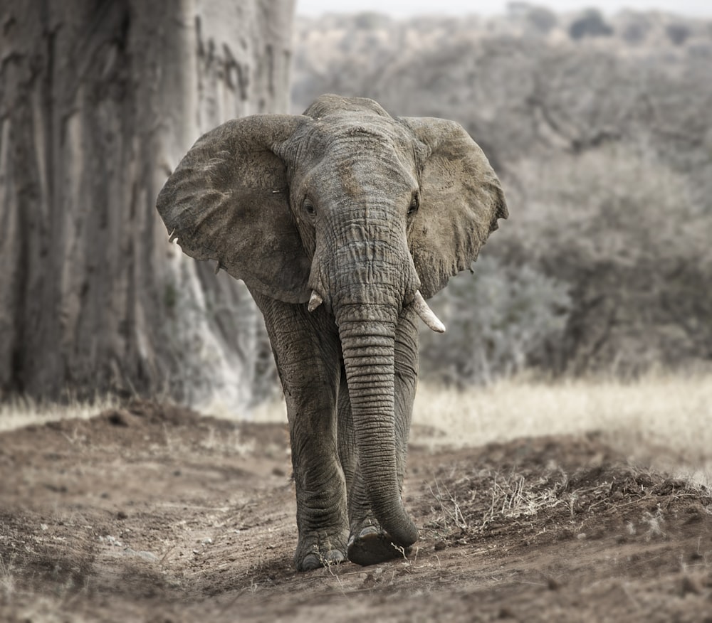 elephant walking on brown dirt during daytime