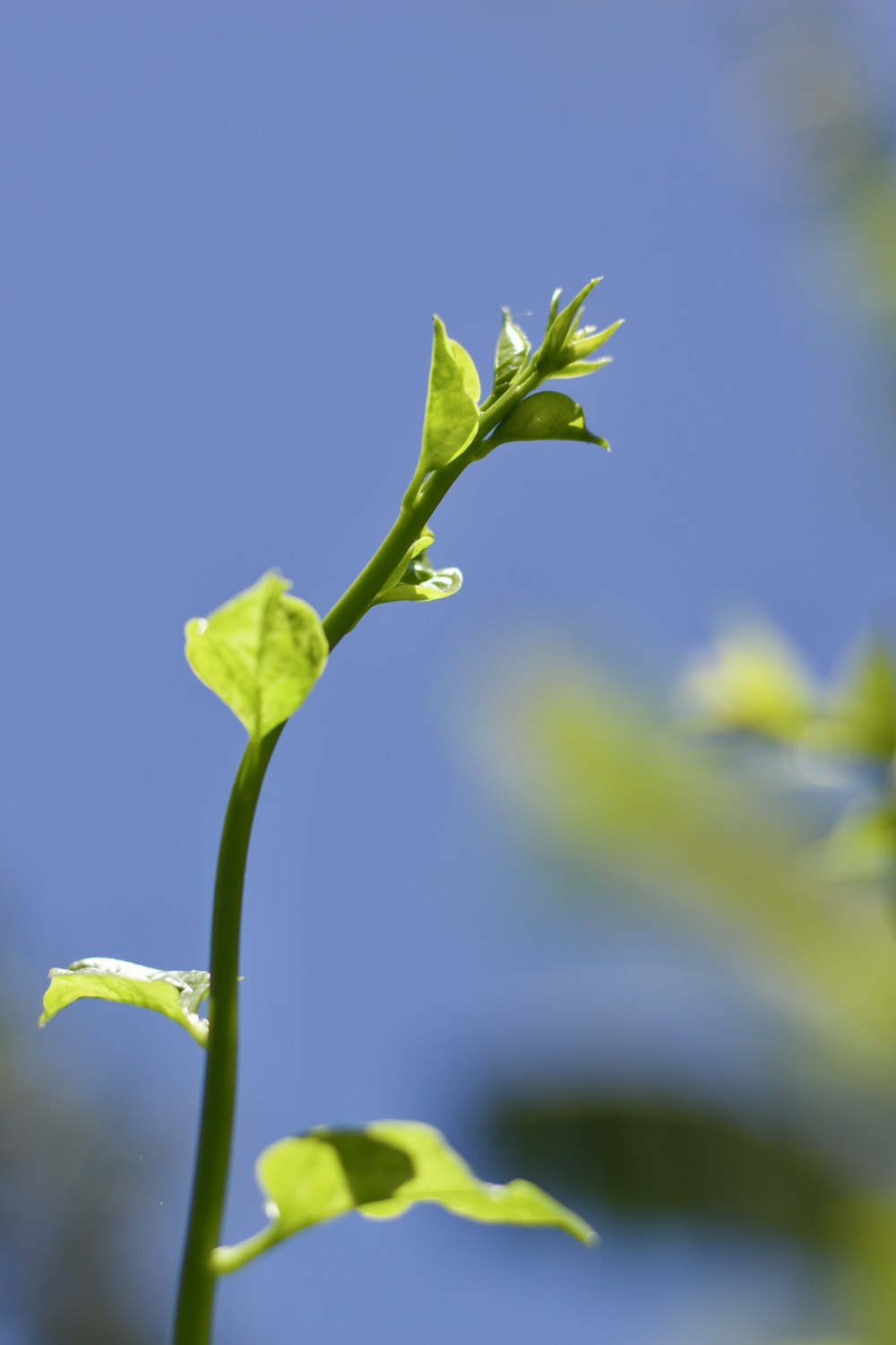 capullo de flor verde en fotografía de primer plano