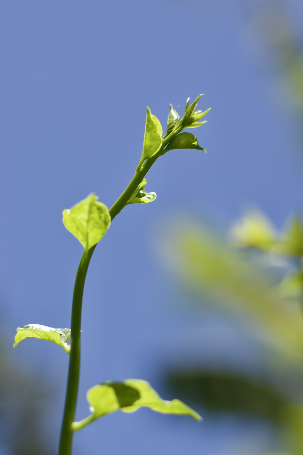 green flower bud in close up photography