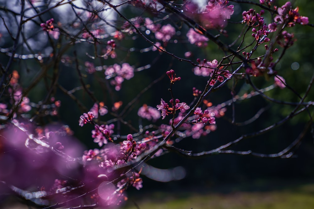 pink flowers in tilt shift lens