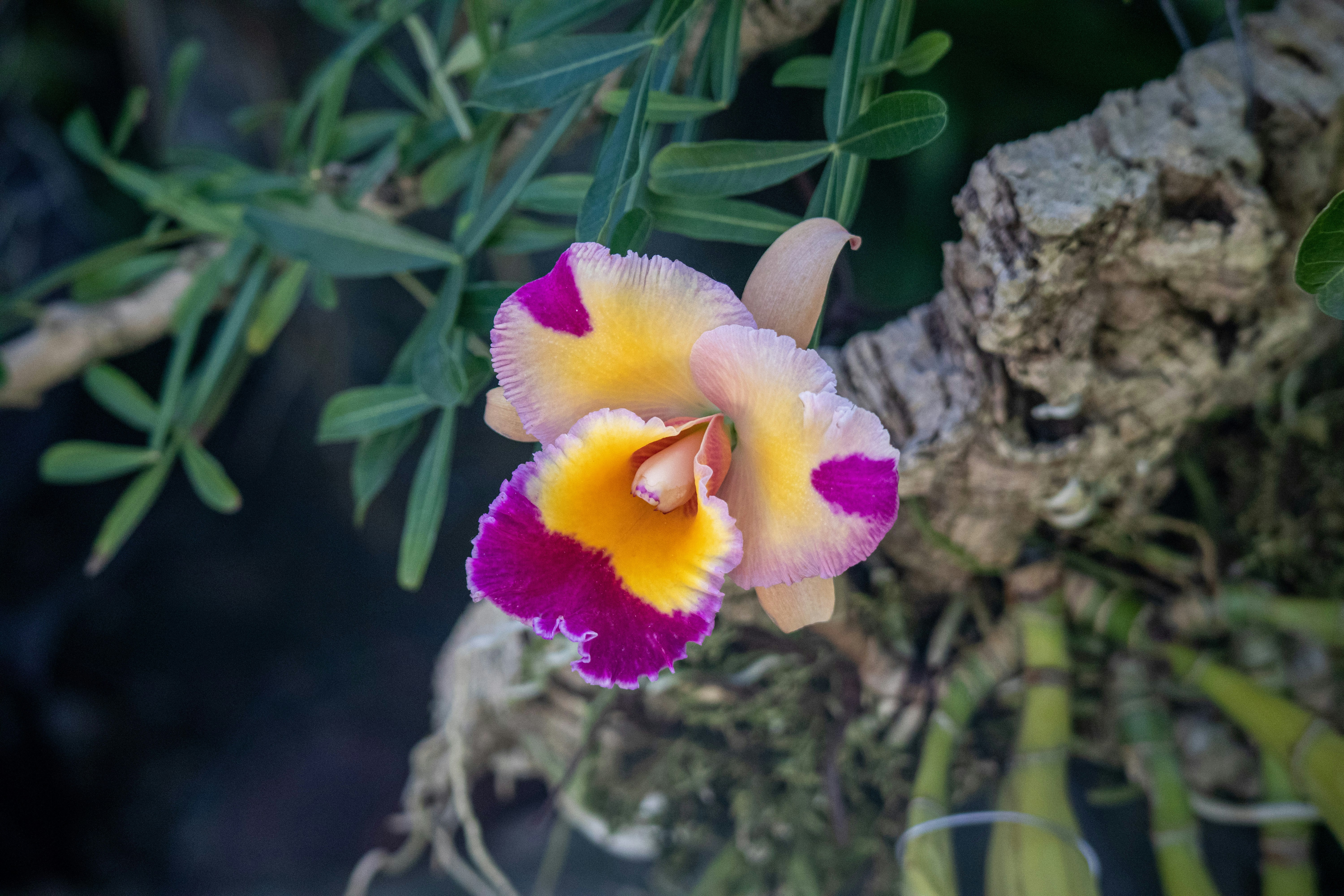 yellow and purple flower in bloom during daytime