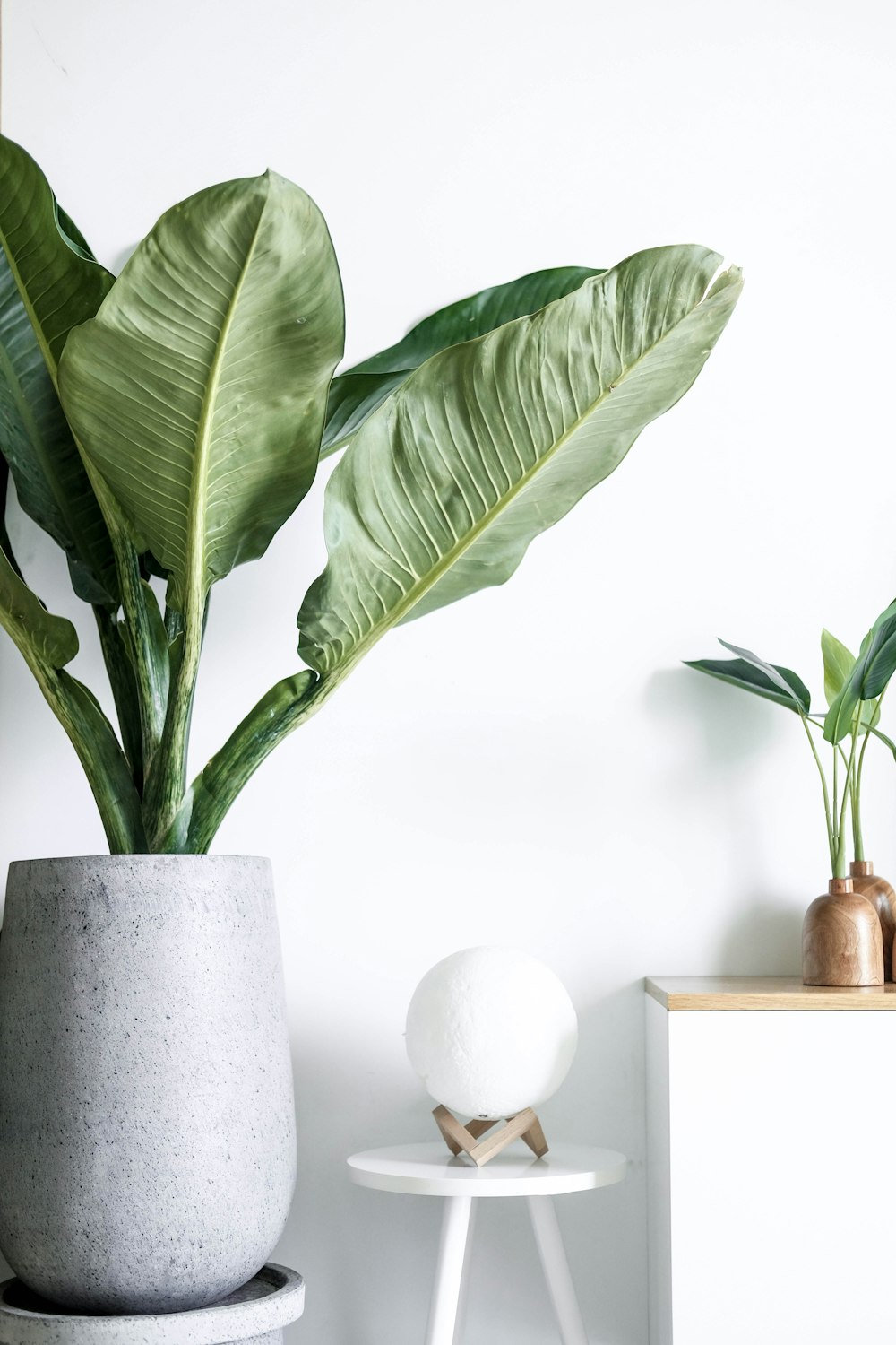 planta verde no vaso de cerâmica branco