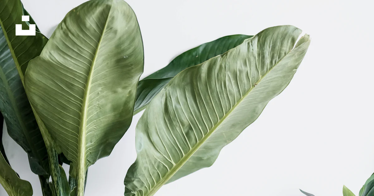 Green Plant On White Ceramic Vase Photo Free Wallpaper Image On Unsplash green-plant-on-white-ceramic-vase-photo-free-wallpaper-image-on-unsplash