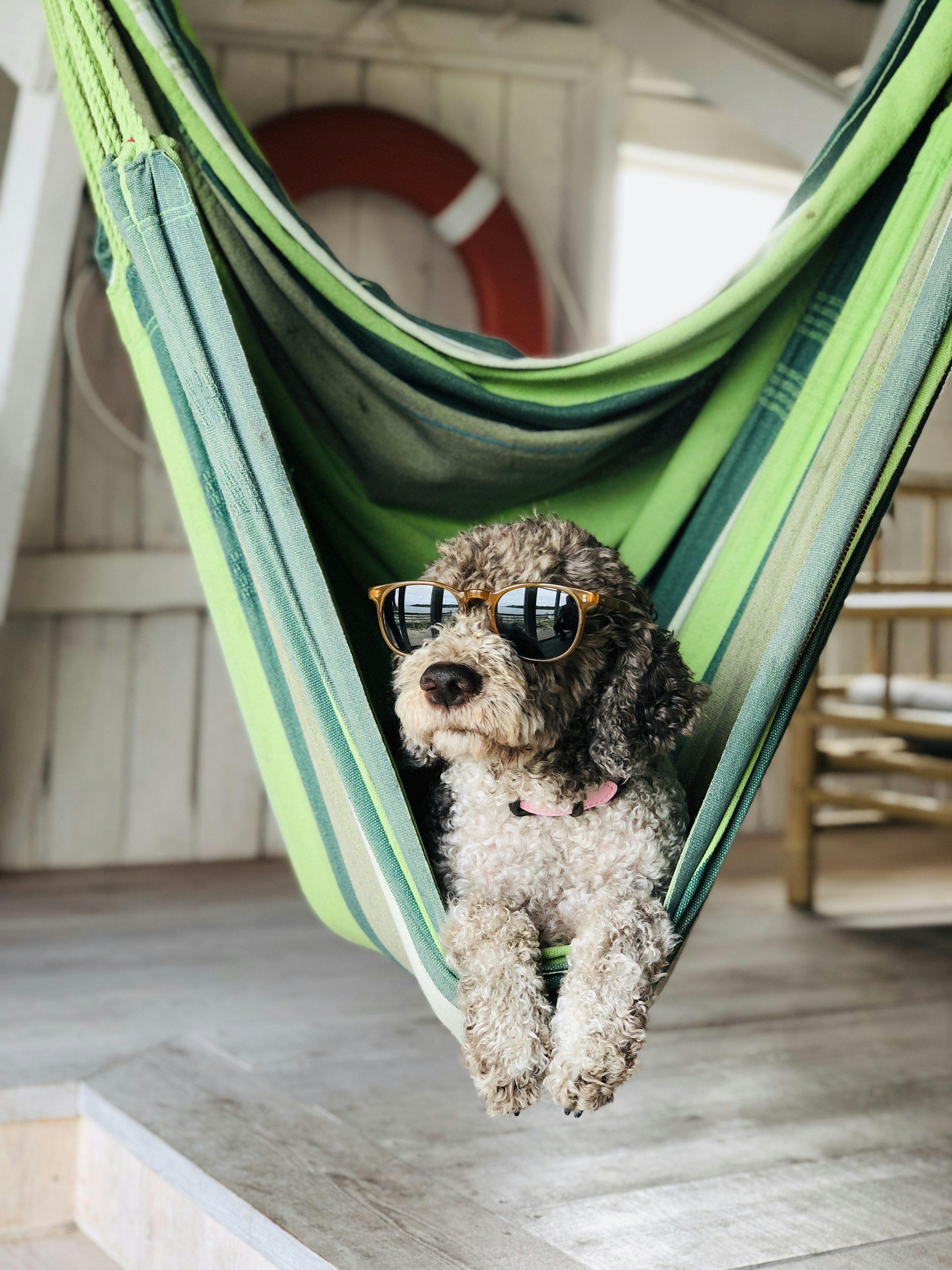 Schermata di un profilo di un brand di prodotti per animali su un social network