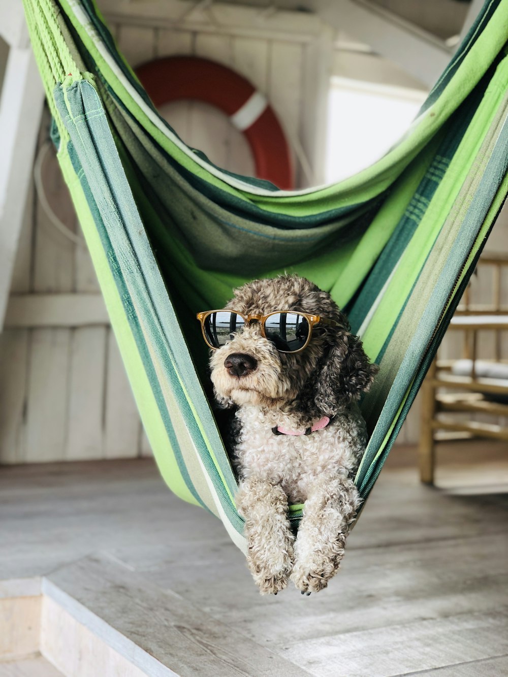 brown and black poodle puppy on green hammock