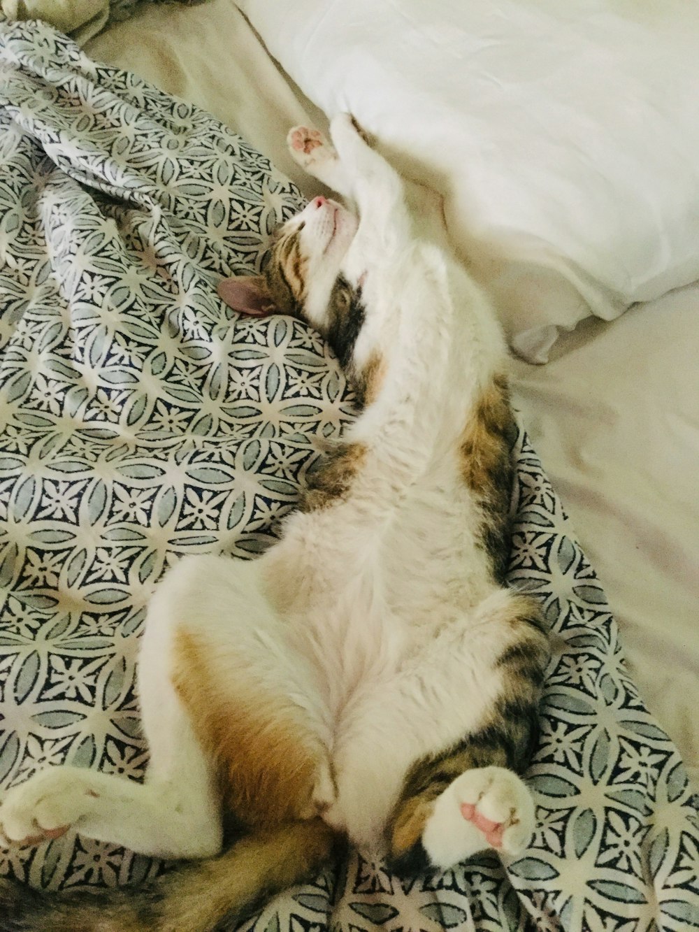 white and brown cat lying on white and black textile