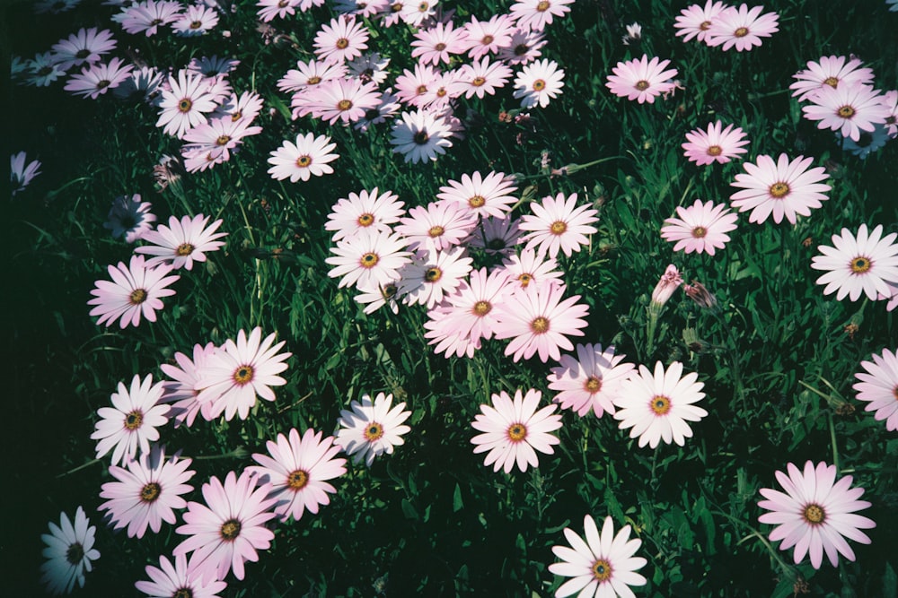 white and black daisy flowers