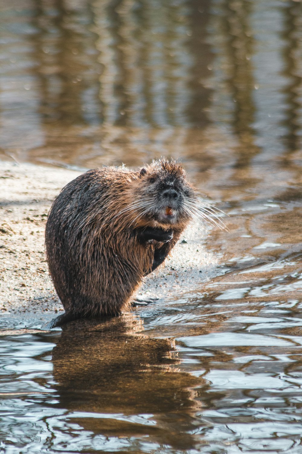 brown and black animal on water during daytime