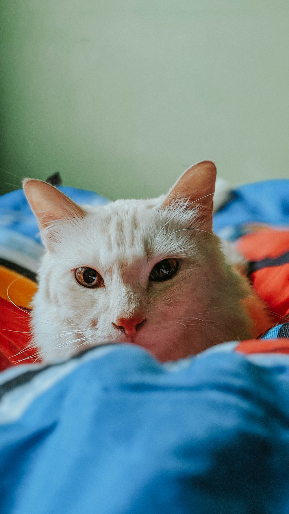 gato branco deitado no têxtil azul
