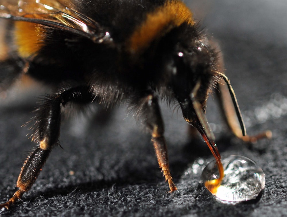 black and yellow bee on white textile