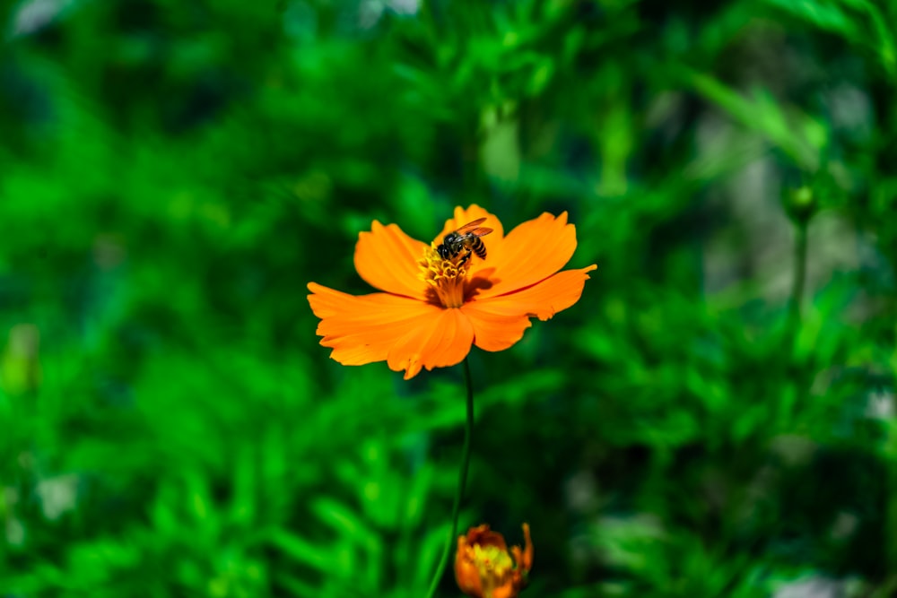 yellow flower in tilt shift lens