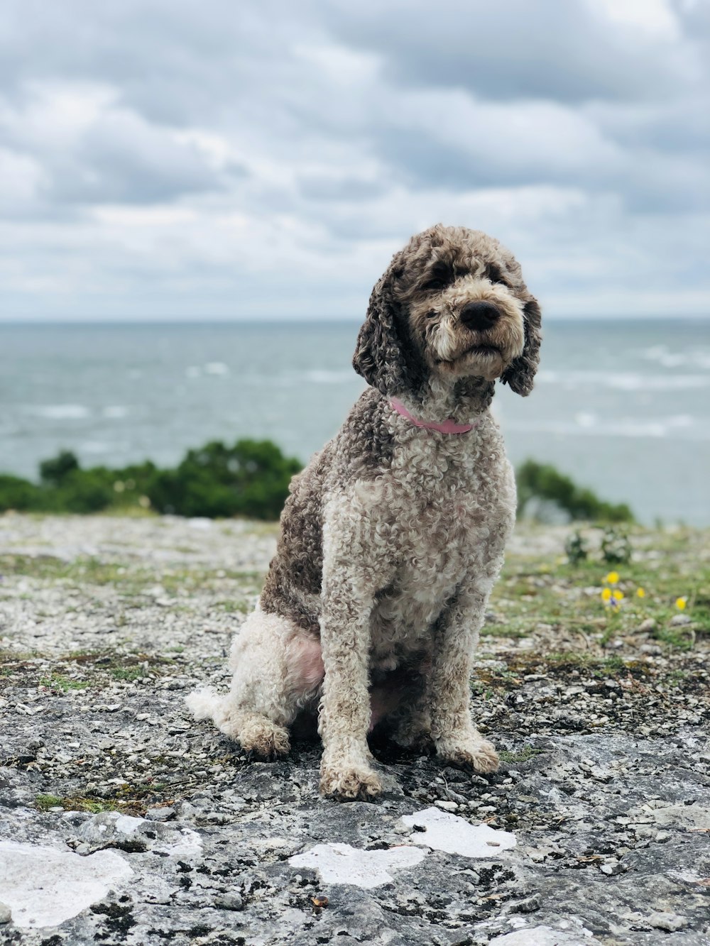 brown and white poodle on the beach