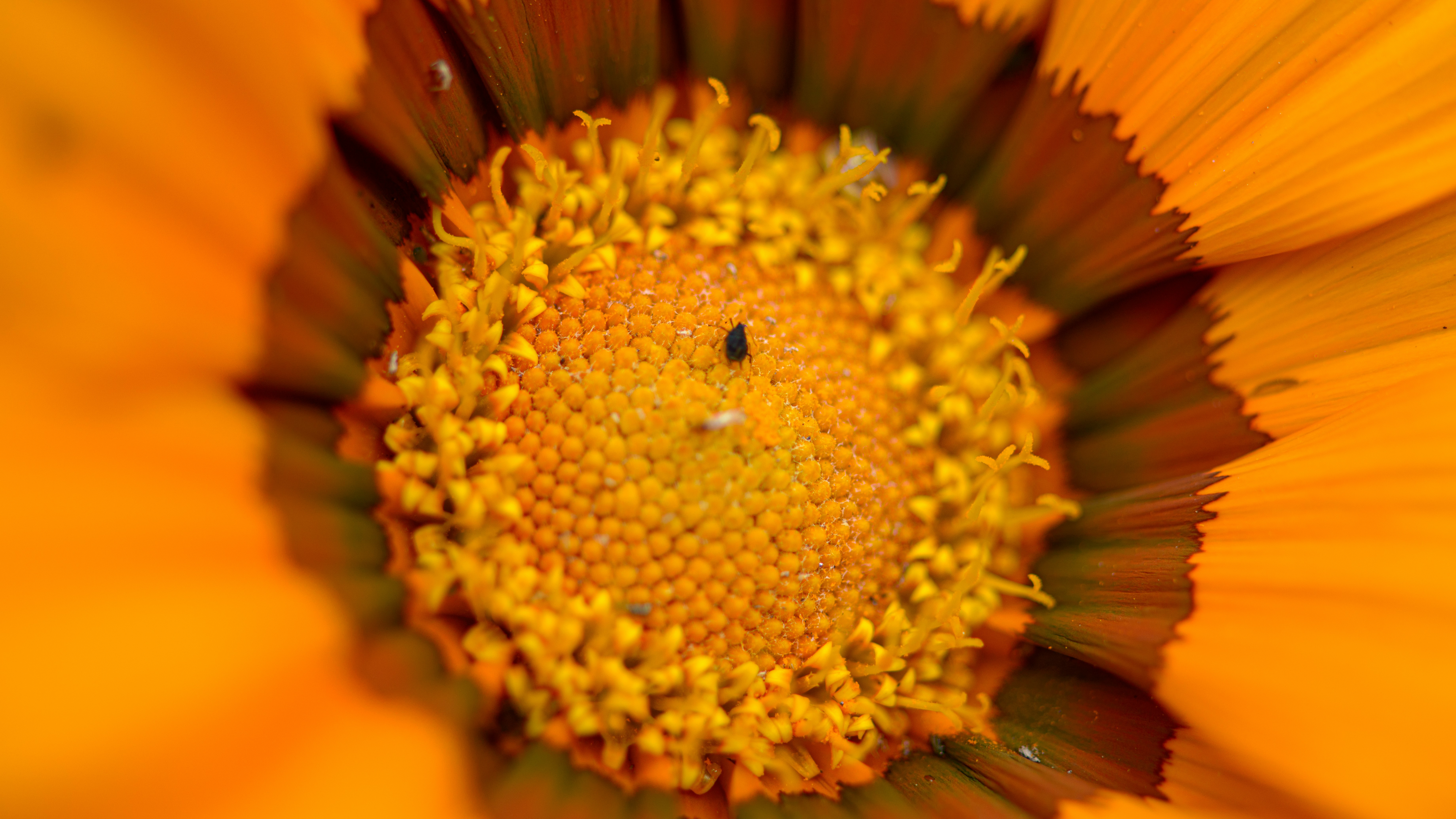 Photo by shirishsuwal