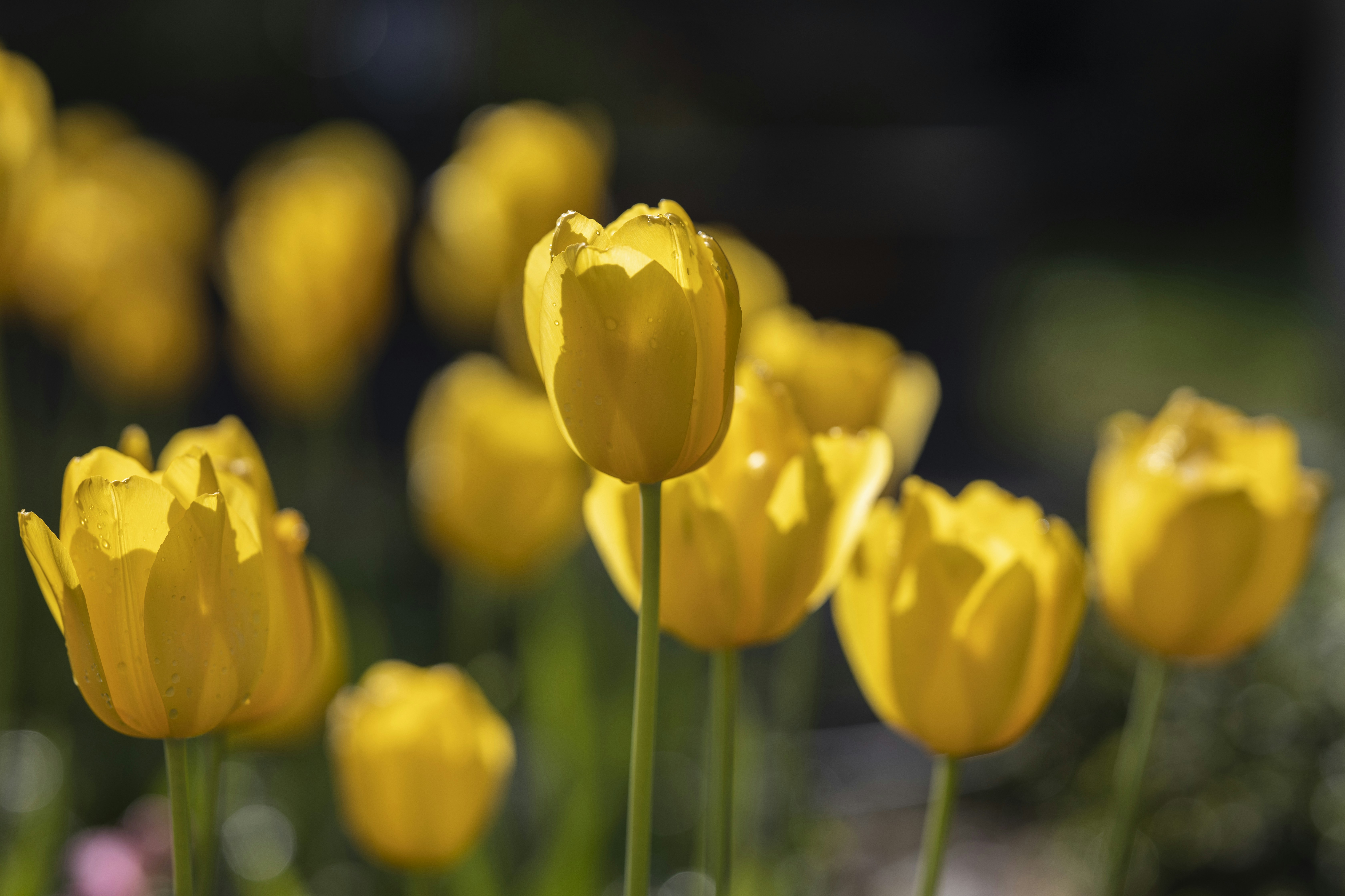 yellow tulips in bloom during daytime
