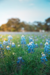 blue and white flowers on green grass field during daytime