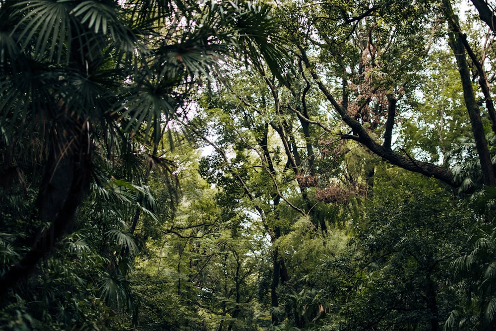 green trees under sunny sky