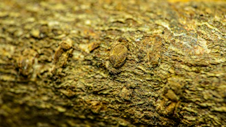 Close-up of a sweatshirt fabric textured like the bark of a Douglas fir tree.