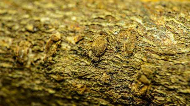 Close-up of a sweatshirt fabric textured like the bark of a Douglas fir tree.