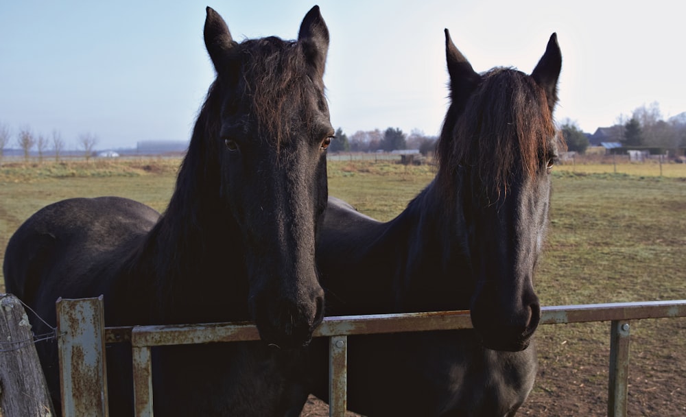 black horse on green grass field during daytime