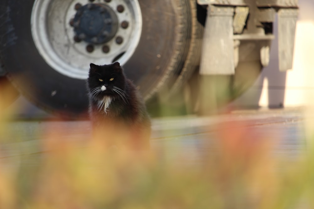 black and white cat on brown wooden table