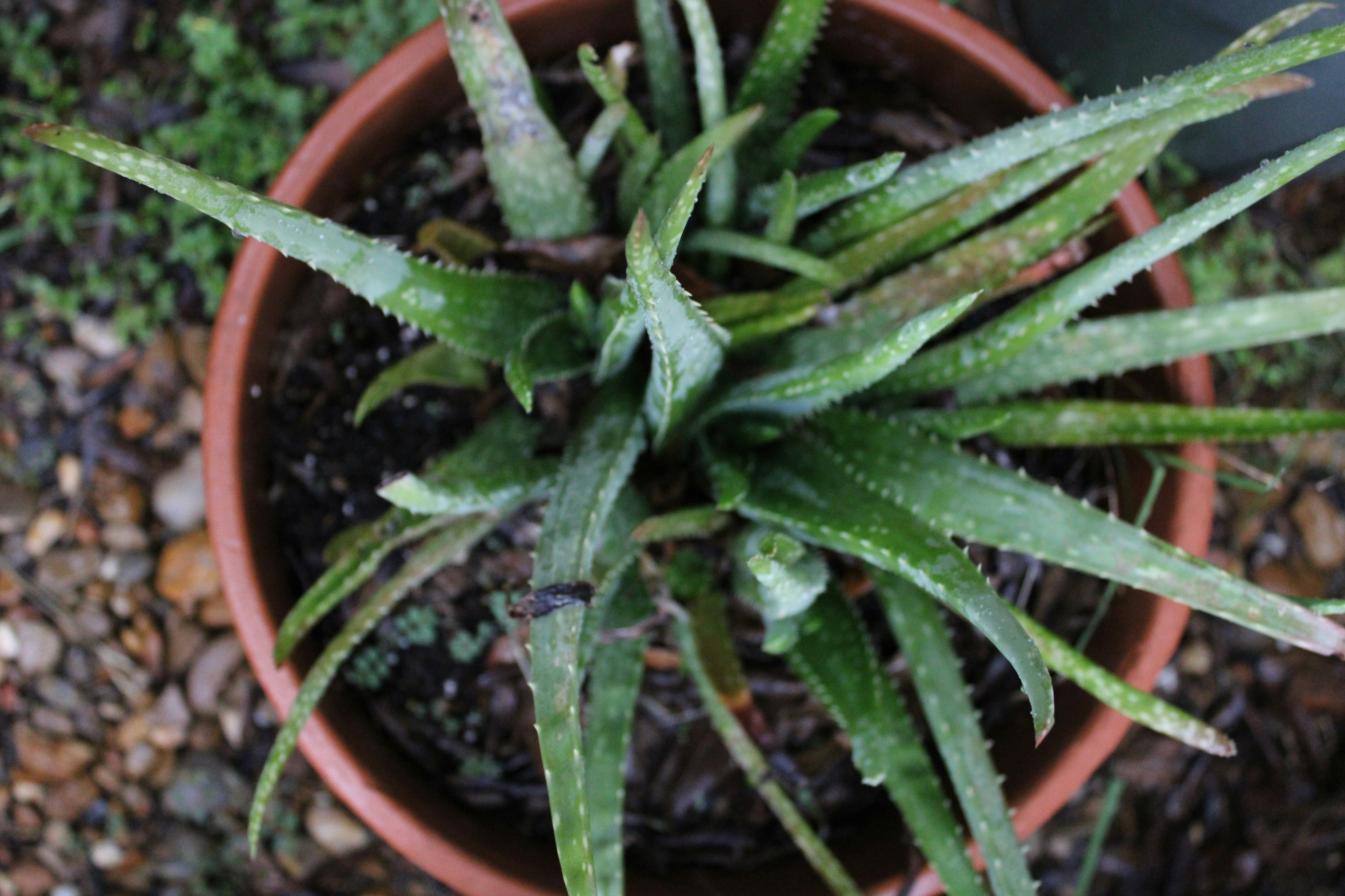 Common houseplants that may be toxic to pets