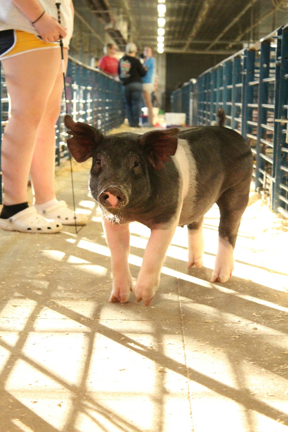 black pig on white concrete floor