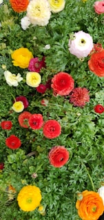 Colorful flowering plants in full bloom, showcasing the variety we nurture with care