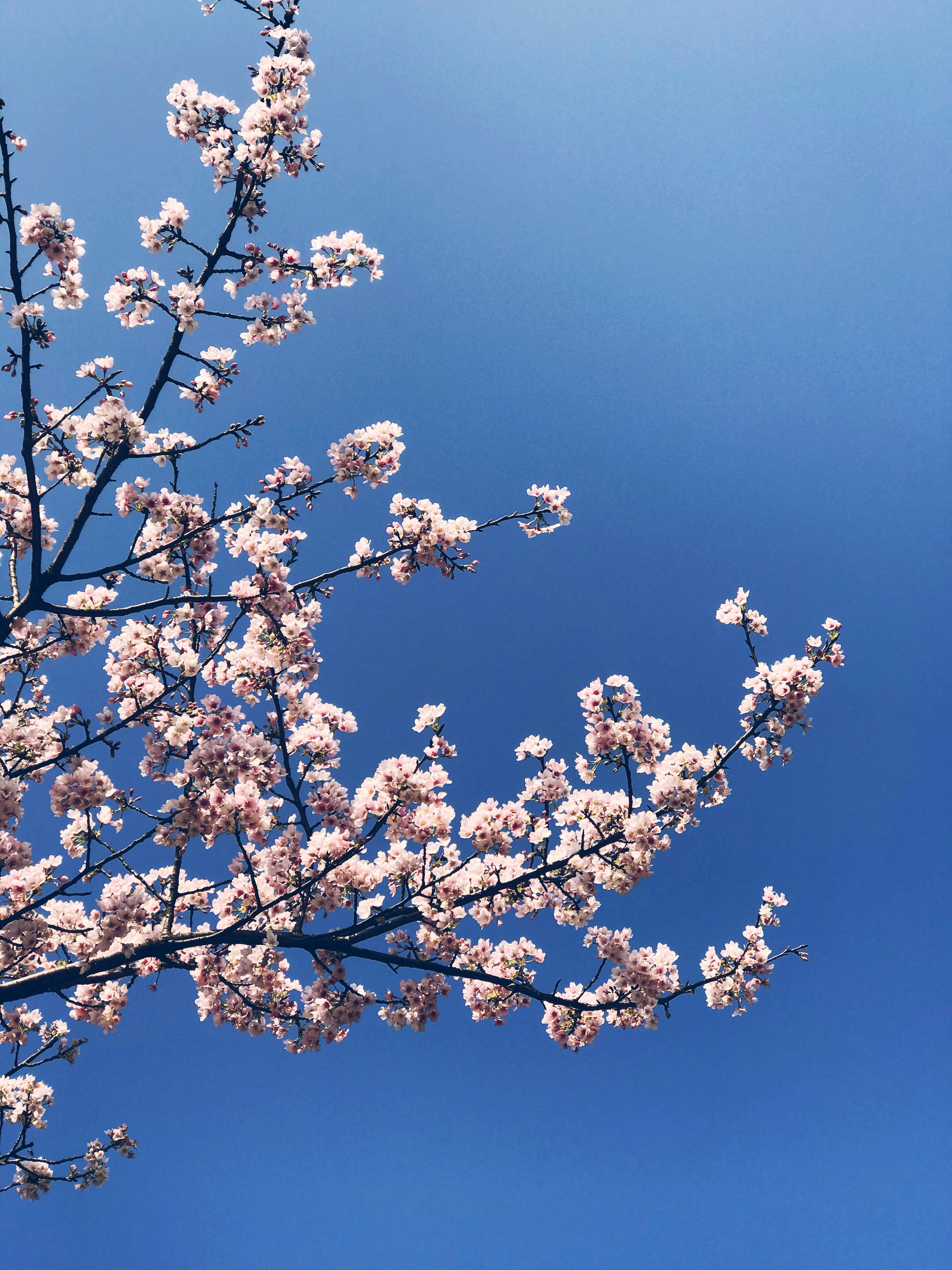 Photo by insomniacookies