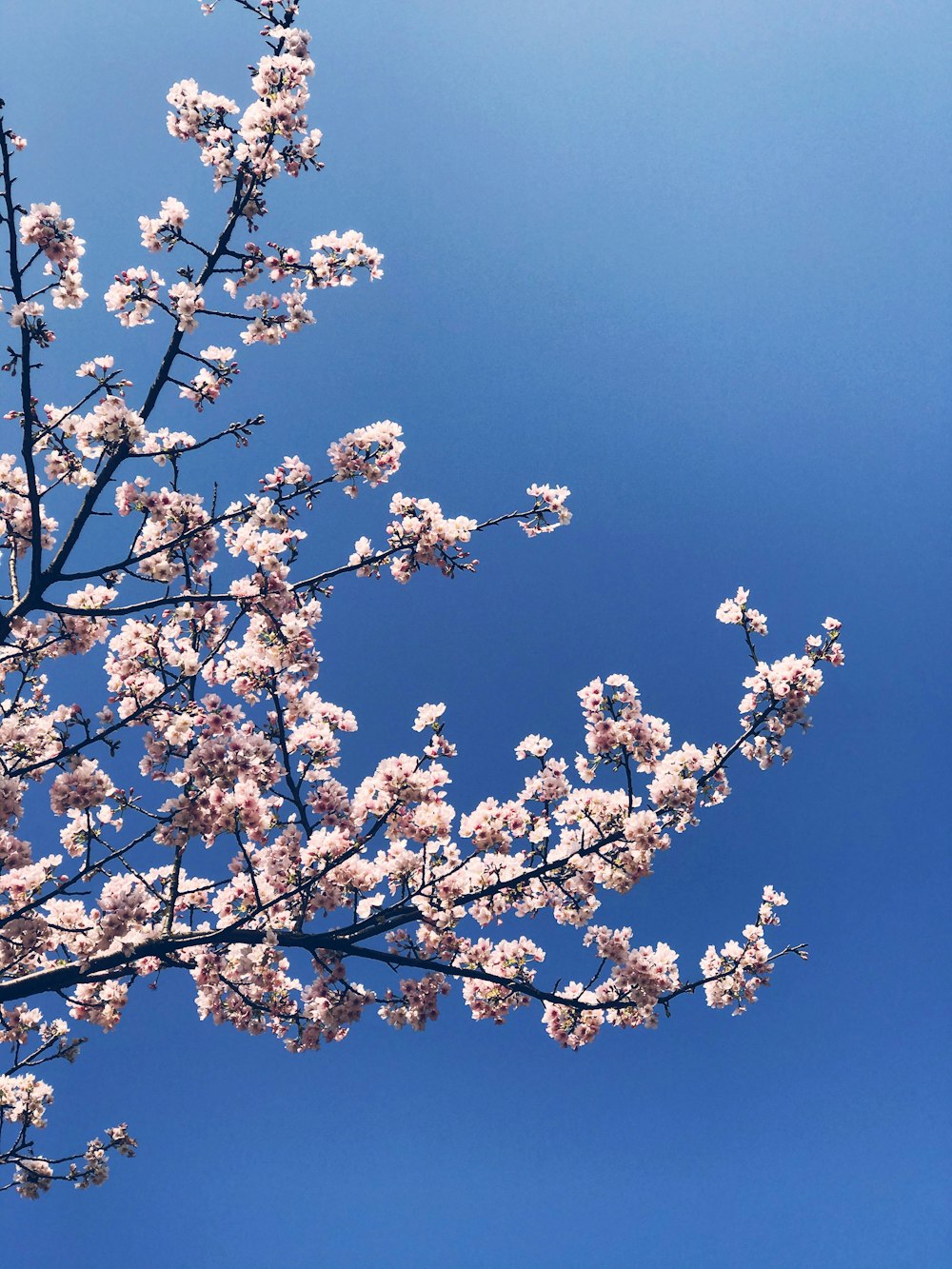 white cherry blossom under blue sky during daytime