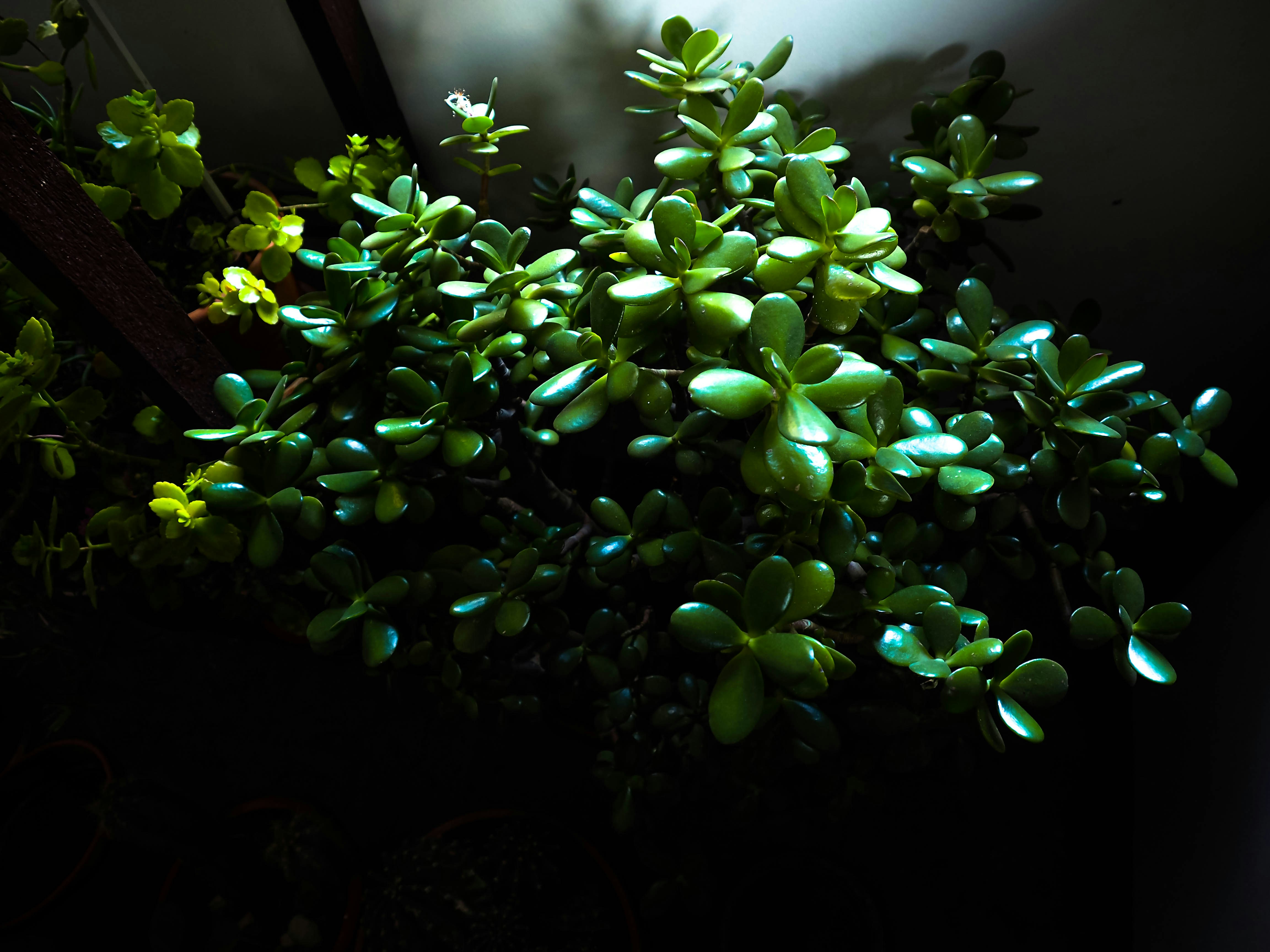 Photographing the Invisible: UV Photography Techniques (image credits: unsplash)