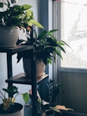 A cluster of kokedama plants displayed on a wooden shelf with soft natural light.