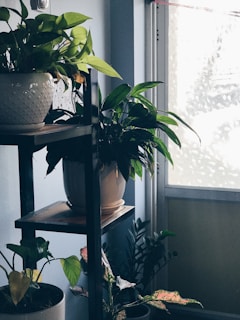 Potted indoor plants arranged on wooden shelves with natural light