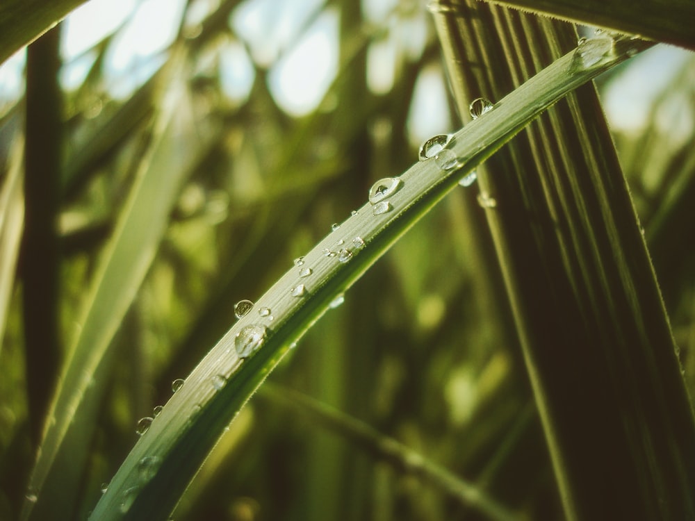 water droplets on green leaf