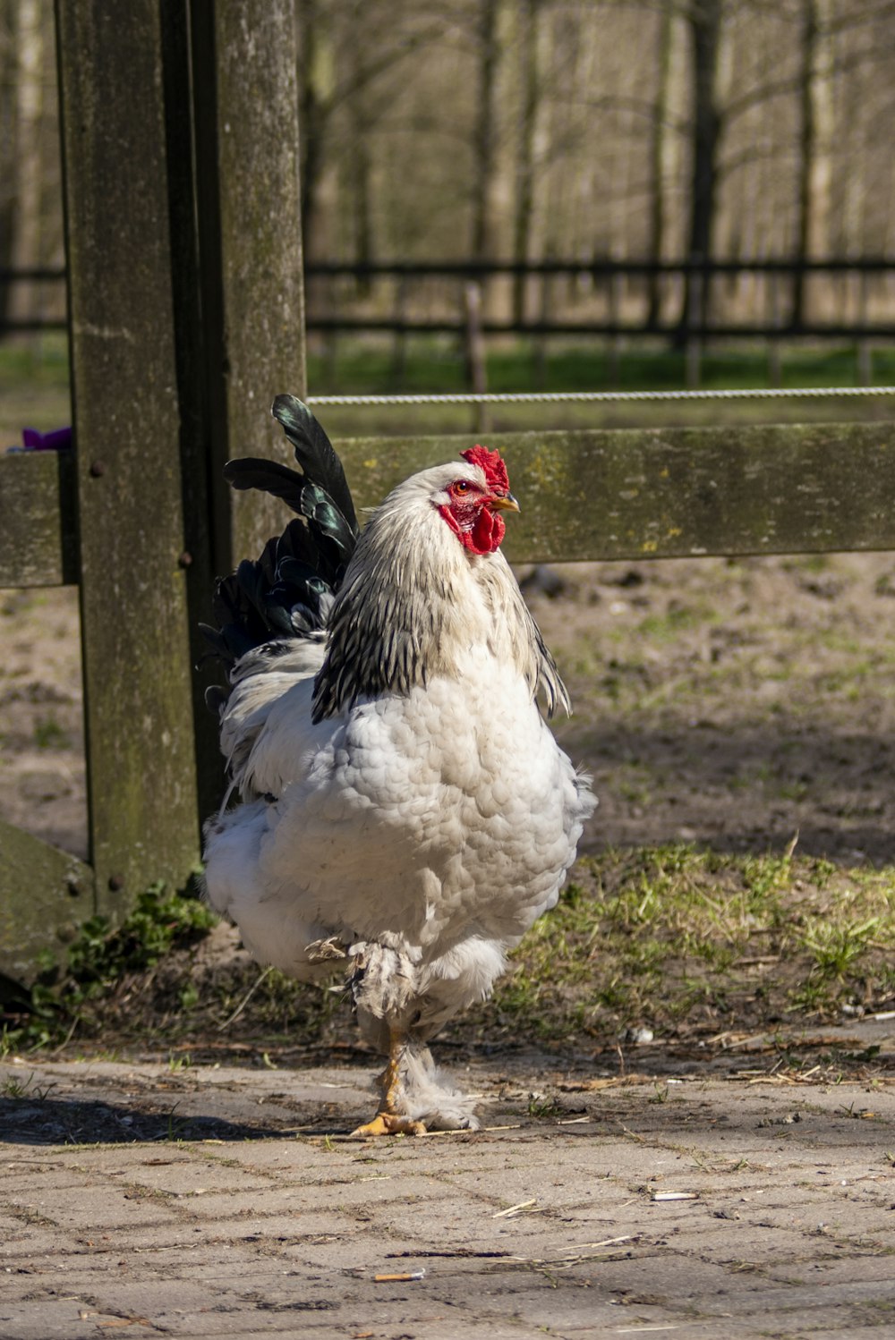 white chicken on green grass field during daytime