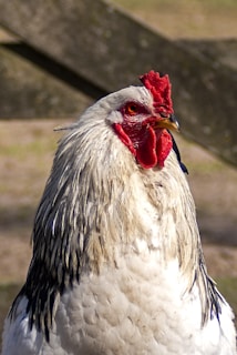 white and black rooster in close up photography