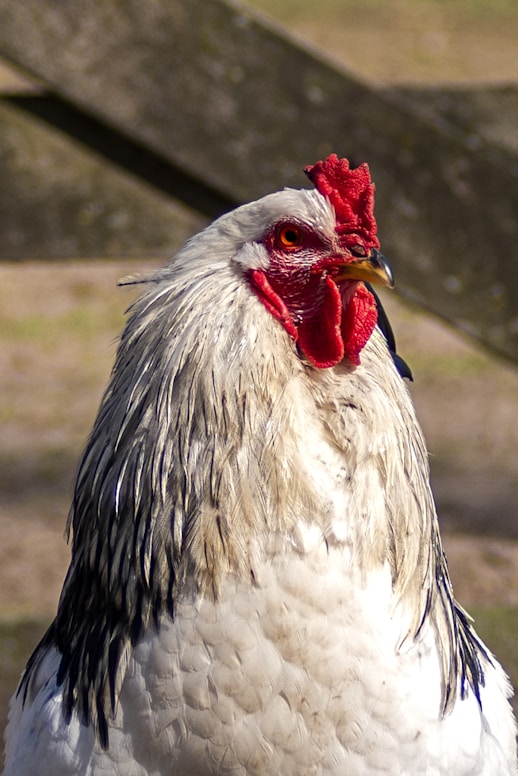 white and black rooster in close up photography