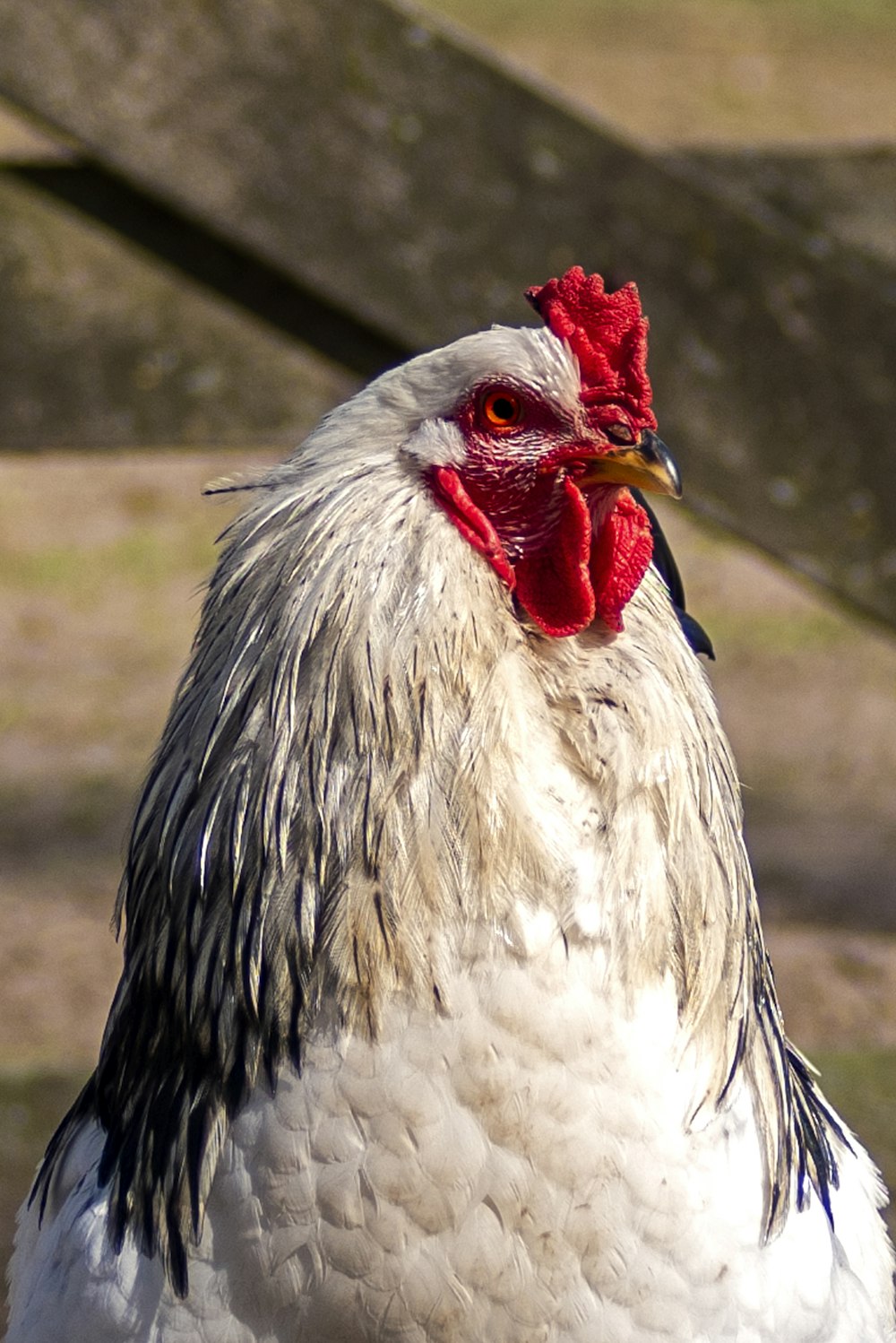 white and black rooster in close up photography
