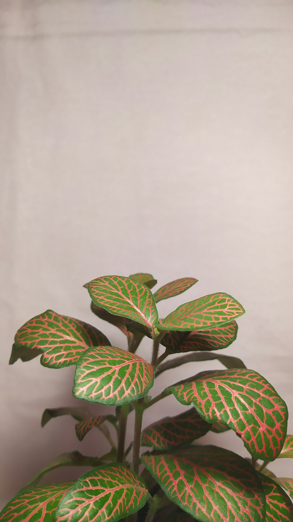 green and black leaves on white textile