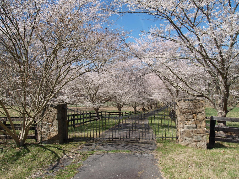 gray concrete road between bare trees under blue sky during daytime