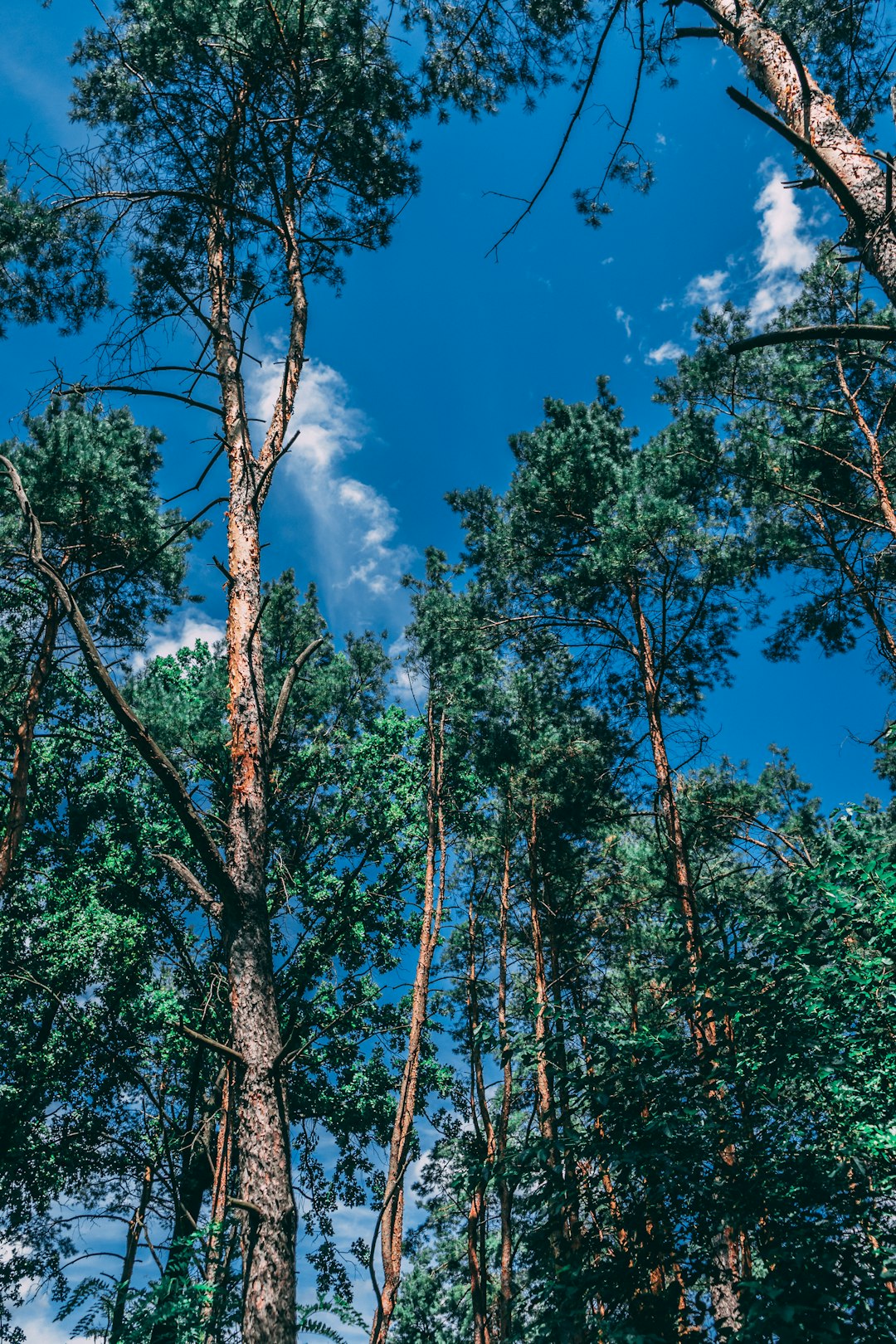 green and brown trees under blue sky during daytime