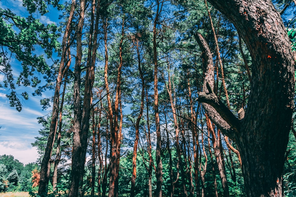 green and brown trees under blue sky during daytime