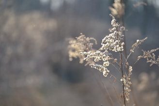 Dried wild plant stems with fluffy, white seed heads are in focus, set against a blurred, muted background that gives a sense of tranquility.