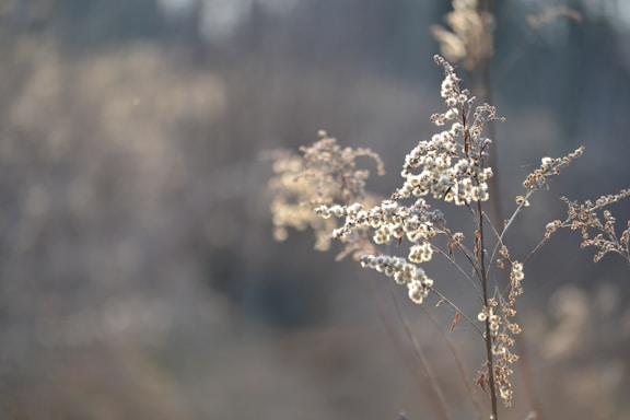 Dried wild plant stems with fluffy, white seed heads are in focus, set against a blurred, muted background that gives a sense of tranquility.